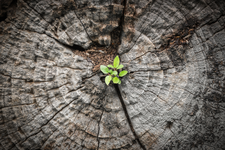 Image credit: iStockphoto/jack-sooksan