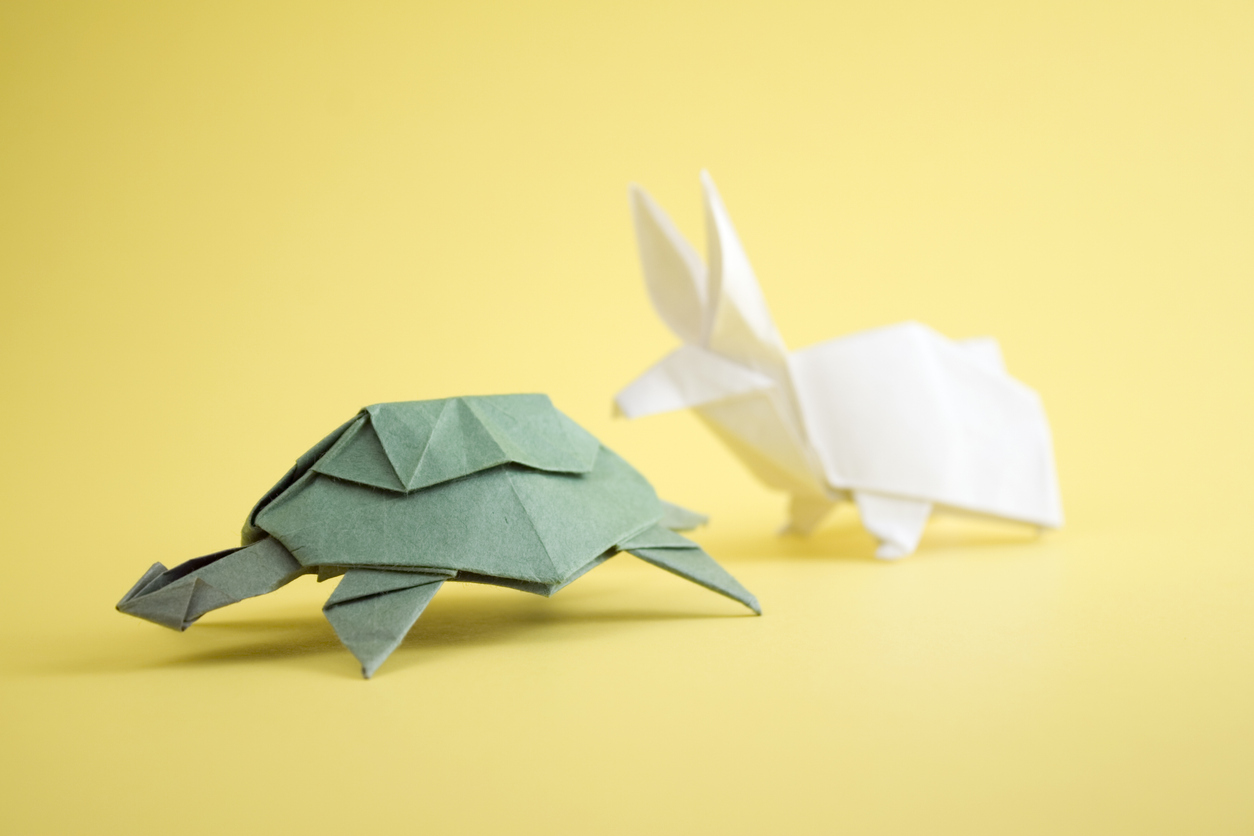 Tortoise wins the race