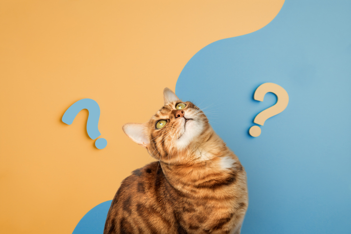 The cat symbolizes how CDOs remain undecided about AI and becoming sidelined