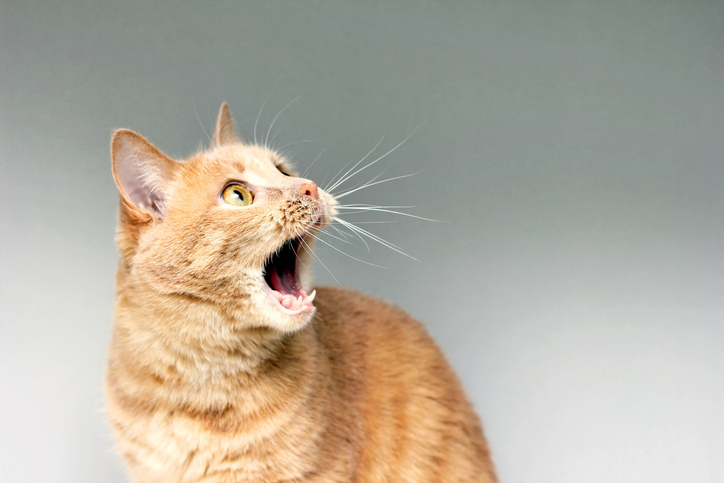 Cat shocked by revelation