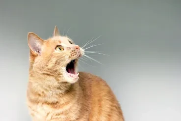 Cat shocked by revelation