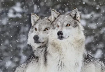 Hungry beasts 