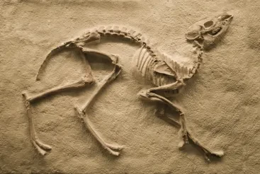 Are We Facing the Extinction of Startups?