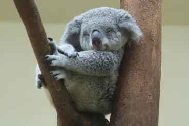 Aussies’ Laid-Back Attitude Is Paralyzing Decision-Making