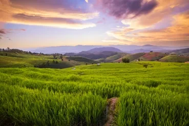 Blockchain Plants Microinsurance Advantage in Sri Lankan Paddy Fields