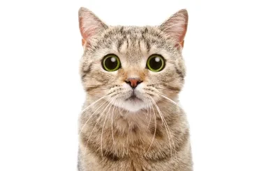 Cute Kittens or Police Surveillance?