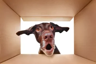 Data Observability: DataOps’ Shiny New Toy