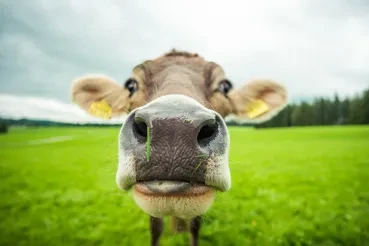 Digital Transforms Farming
