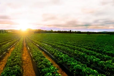 Digital Twins Go Farming