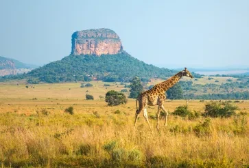 Google Cloud Lands in South Africa