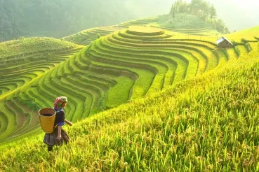 Indonesian Farmers Go Digital