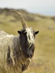 Is Zoom a Unicorn Becoming a Goat?