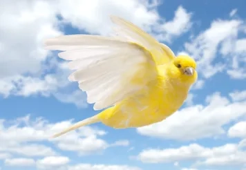 Making IT Fly Like a Canary