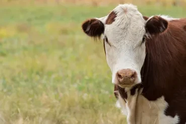 Milking With Blockchain