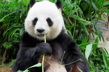 Pandas 2.0 Finally Released 