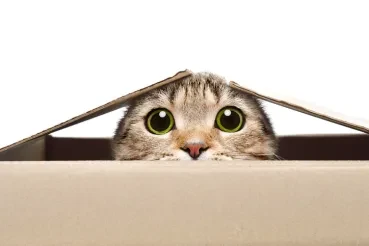Stop Hiding Behind Cloud Security Myths
