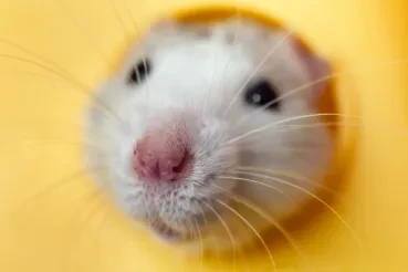 The Hamster Keeping Crypto Dreams Alive